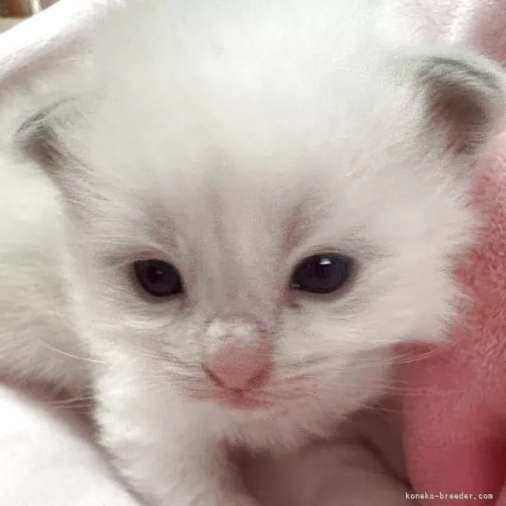 ID:2505-00277の子猫