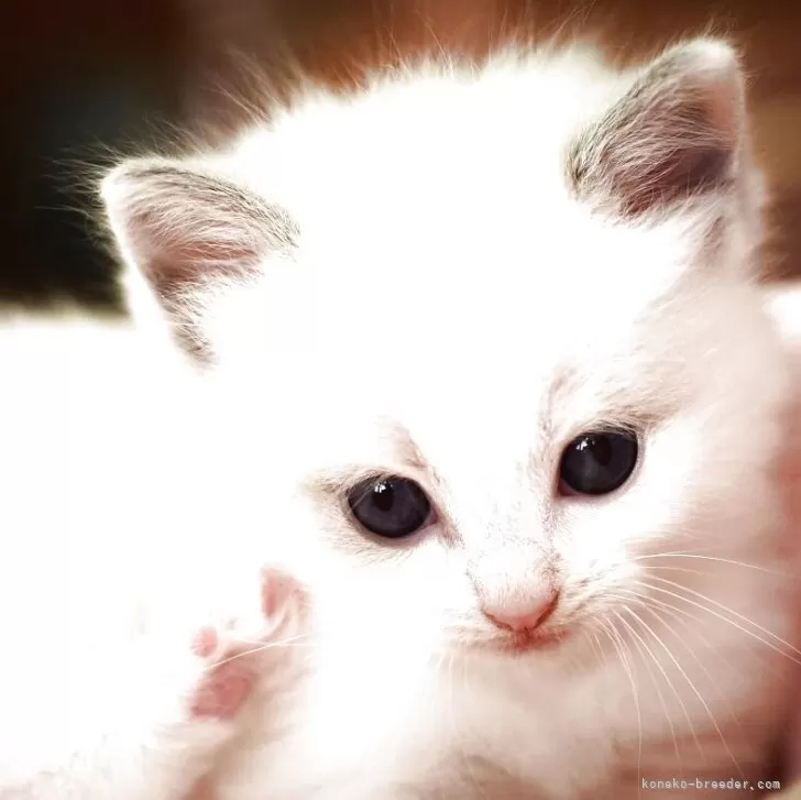 koh 様のお迎えした子猫
