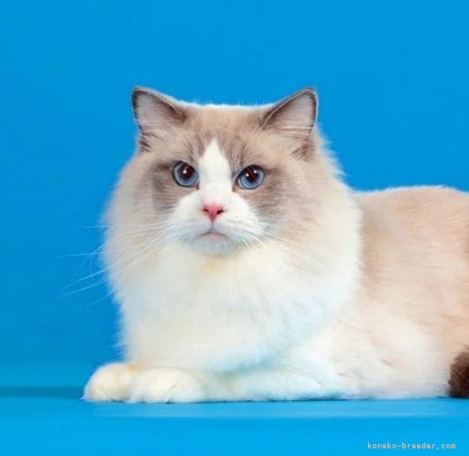 Lullaby君、パパ猫です。｜張　慧榮(じゃん　へよん)ブリーダー(東京都・ラグドール・TICA登録)の紹介写真10