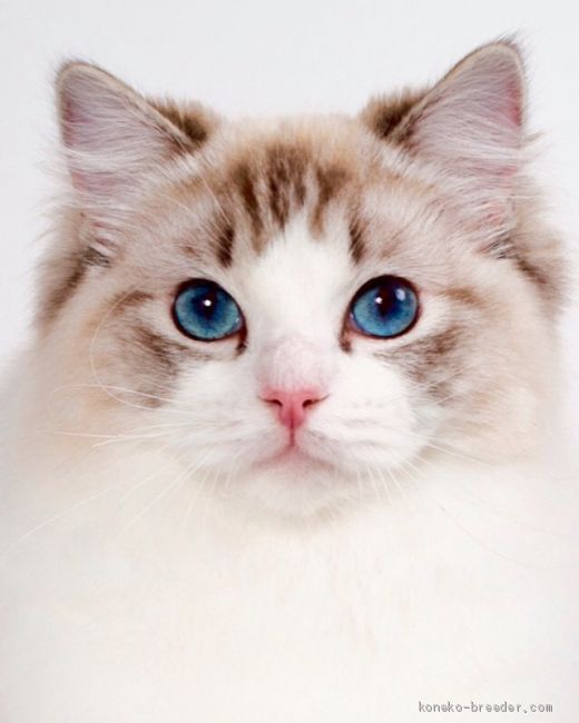 張慧榮ブリーダー