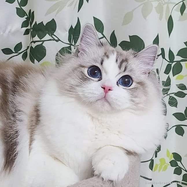 当キャッテリーで生まれたシール リンクス ポイント バイカラーの華やかな印象の女の子｜張　慧榮(じゃん　へよん)ブリーダー(東京都・ラグドール・TICA登録)の紹介写真3