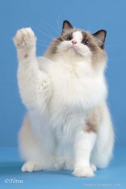 シールポイントバイカラーの女の子です。TICAのSupreme Grand Champion｜張　慧榮(じゃん　へよん)ブリーダー(東京都・ラグドール・TICA登録)の紹介写真6