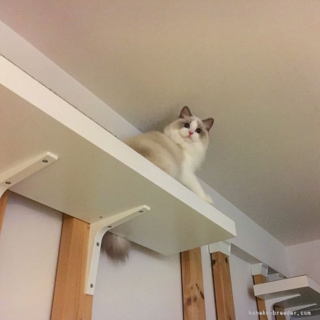 一般家庭でブリードしてますが猫ちゃんが運動出来るように各部屋壁面にキャットステップを設置しております｜張　慧榮(じゃん　へよん)ブリーダー(東京都・ラグドール・TICA登録)の紹介写真7
