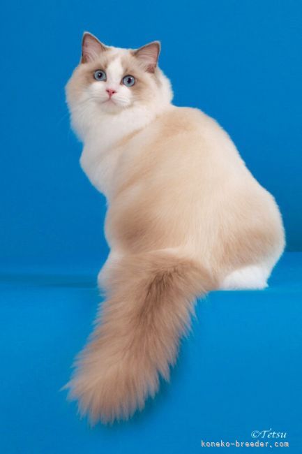 TICAのリージョナル ウィナー(TICA Regional Winner)に入賞した猫です。｜張　慧榮(じゃん　へよん)ブリーダー(東京都・ラグドール・TICA登録)の紹介写真8