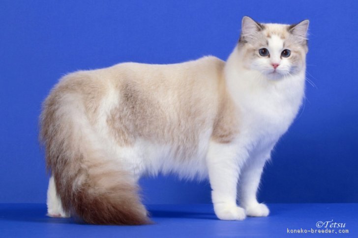 Jennieちゃん。シールリンクスバイカラーです。｜張　慧榮(じゃん　へよん)ブリーダー(東京都・ラグドール・TICA登録)の紹介写真9