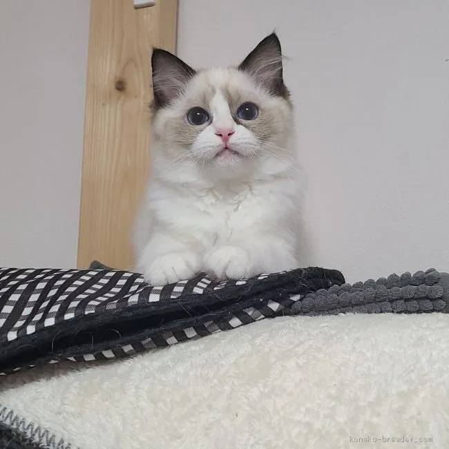 ID：2005-00625の子猫