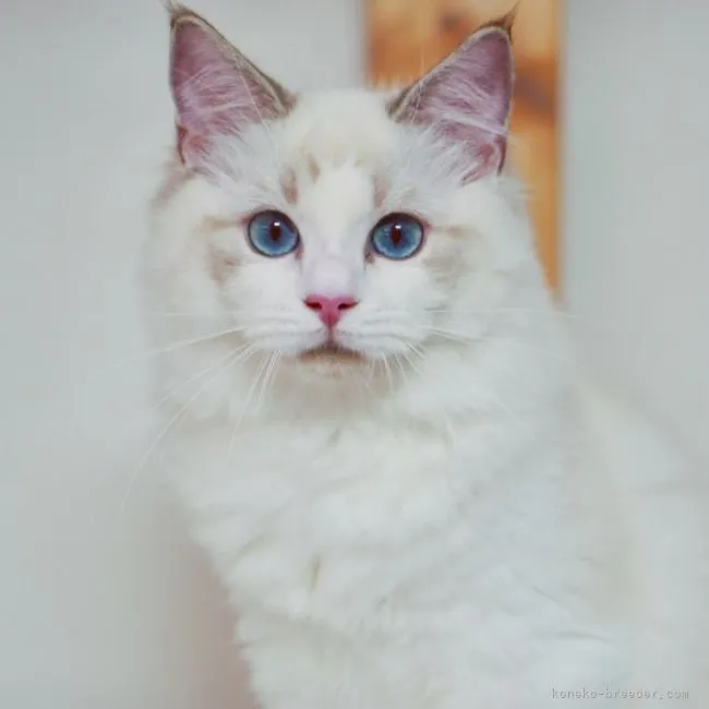 ID：2108-01405の子猫