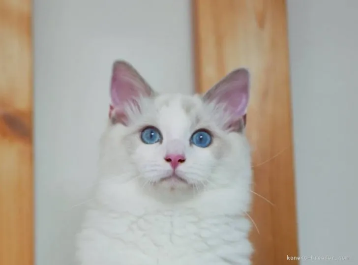 ID：2109-00007の子猫