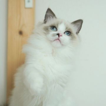 ラグドール【東京都・女の子・2020年9月20日・ブルーポイント バイカラー（もふもふなロングヘアー）】の写真「とても人懐こい甘えん坊さん」