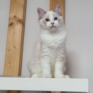 ラグドール【東京都・男の子・2020年2月24日・シールリンクスポイントバイカラー】の写真「スキンシップ大好きな甘えん坊さん」