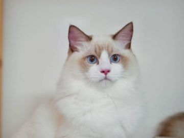 ラグドール【東京都・男の子・2021年3月11日・シールポイント バイカラー（シルキーなロングヘアー）】の写真「TICA優秀血統でフワモコ坊や」