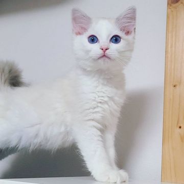 ラグドール【東京都・男の子・2020年9月19日・ブルー リンクスポイント バイカラー（滑らかなロングヘアー）】の写真「大きくて華やかな青目」