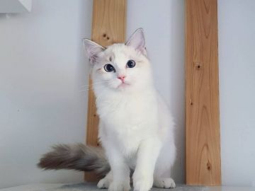 ラグドール【東京都・女の子・2020年9月19日・シール リンクスポイント バイカラー（滑らかなロングヘアー）】の写真「大きい青目と天真爛漫な性格」