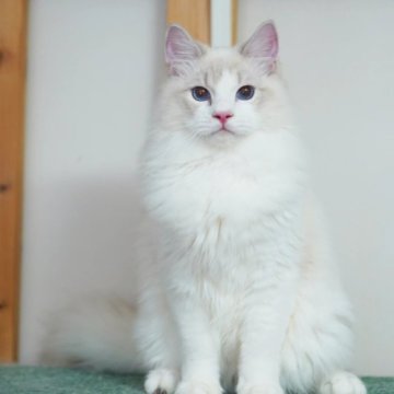 ラグドール【東京都・男の子・2023年4月6日・ブルーリンクスポイントバイカラー（モフモフロングヘア）】の写真「甘ったれなボクちゃん」