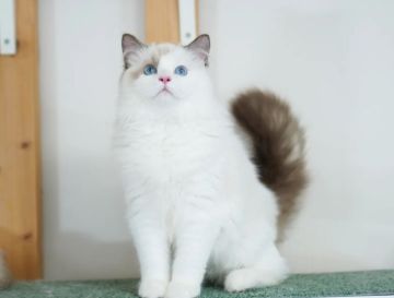 ラグドール【東京都・男の子・2021年12月27日・シールポイント バイカラー（フワモコなロングヘアー）】の写真「体格の大きい甘えん坊さん」