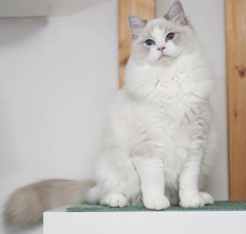 ラグドール【東京都・男の子・2021年6月22日・ブルーリンクスポイント バイカラー】の写真「元気いっぱい遊ぶこと大好きな坊やです」