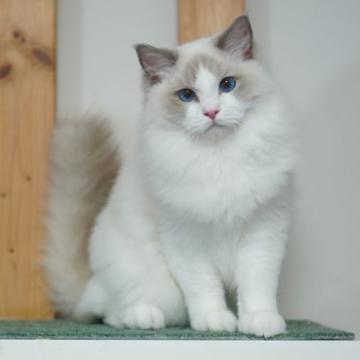 ラグドール【東京都・男の子・2022年3月1日・ブルーポイント バイカラー】の写真「アメリカ優秀血統・SGCの息子」