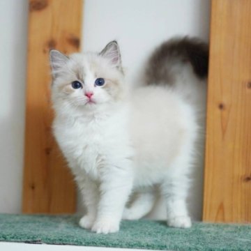 ラグドール【東京都・男の子・2023年7月2日・シールリンクスポイント バイカラー】の写真「可愛い甘えん坊さん」