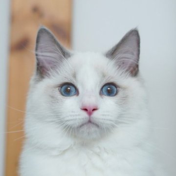 ラグドール【東京都・女の子・2022年11月5日・ブルー ポイント バイカラー】の写真「アメリカ優秀血統・きれいな女の子」