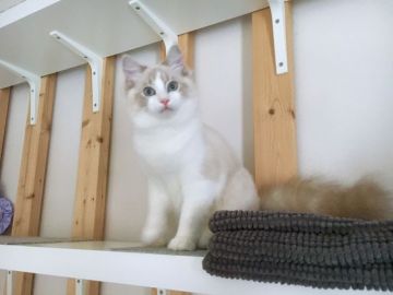 ラグドール【東京都・男の子・2019年5月21日・ブルー リンクス ポイント バイカラー（滑らかなラグドールコートです）】の写真「人懐こいデカい坊や」