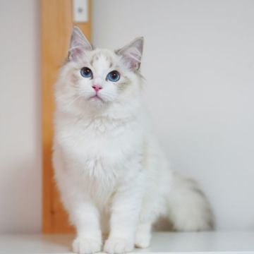 ラグドール【東京都・男の子・2021年2月12日・シール リンクスポイント バイカラー（毛量の多いロングヘアー）】の写真「お顔の模様がとても華やかです」