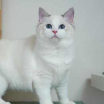 ラグドール【東京都・女の子・2022年2月14日・シールリンクスポイント バイカラー】の写真「鮮やかな青目がきれいな女の子」
