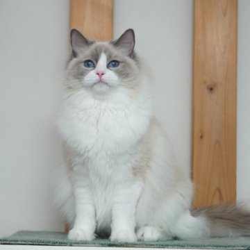 ラグドール【東京都・女の子・2023年9月11日・ブルーポイントバイカラー】の写真「華やかな濃いブルーアイの甘えん坊さん」