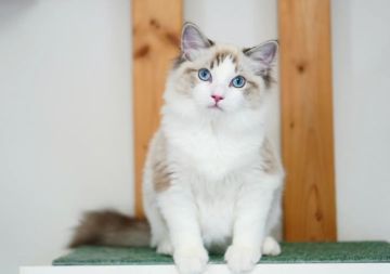 ラグドール【東京都・男の子・2021年11月3日・シールリンクスポイント バイカラー（シルキーなロングヘアー）】の写真「猫じゃらし大好きな甘えん坊さん」