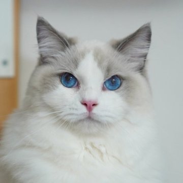 ラグドール【東京都・男の子・2022年4月12日・ブルーポイント バイカラー】の写真「アメリカ優秀血統・色鮮やかな青目」