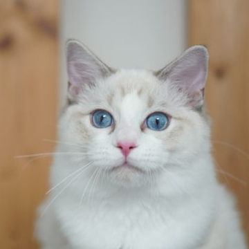 ラグドール【東京都・男の子・2022年2月14日・シールリンクスポイント バイカラー】の写真「兄妹で体格が一番大きい坊や」