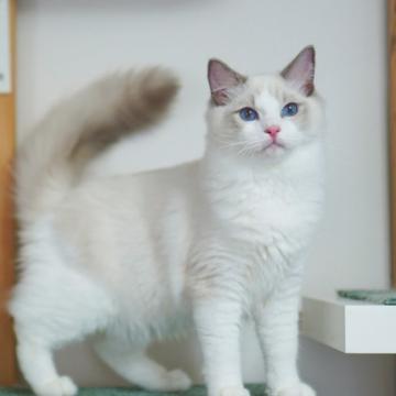 ラグドール【東京都・男の子・2022年2月24日・ブルーポイント バイカラー】の写真「アメリカ優秀血統から生まれたイケメン坊や」