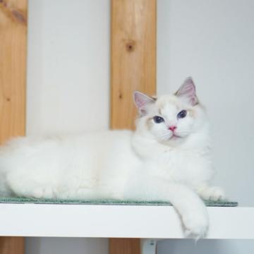 ラグドール【東京都・男の子・2022年2月24日・シールーリンクスポイント バイカラー】の写真「アメリカ優秀血統から生まれたイケメン坊や」