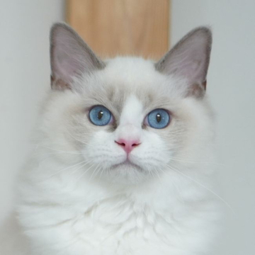 ラグドール【東京都・男の子・2022年2月14日・ブルーポイント バイカラー】の写真「お目目が大きい坊や」