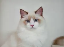 ラグドール【東京都・男の子・2021年3月11日・シールポイント バイカラー】の写真2「8/18撮影」