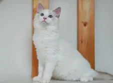 ラグドール【東京都・男の子・2021年3月11日・ブルーポイントバイカラー】の写真3「９/1撮影」