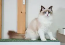 ラグドール【東京都・女の子・2021年4月13日・シールポイント バイカラー】の写真3「10月3日撮影」