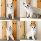 ラグドール【東京都・女の子・2019年3月11日・ブルーポイントバイカラー】の写真3「5月16日撮影」