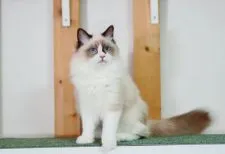 ラグドール【東京都・女の子・2021年4月13日・シールポイント バイカラー】の写真4「10月3日撮影」