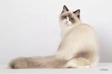 ラグドール【東京都・女の子・2021年4月13日・シールポイント バイカラー】の写真5「ママ猫のサランちゃんです。」