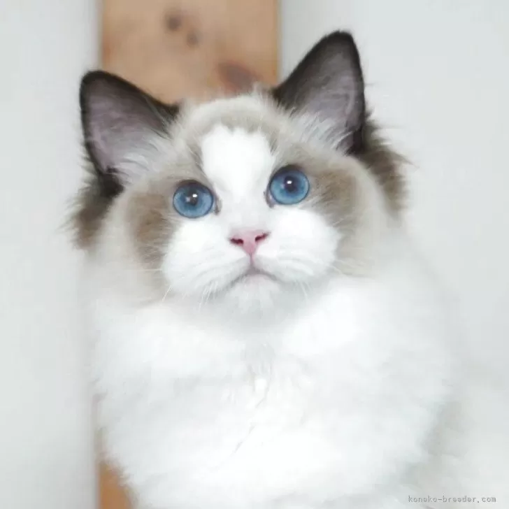 ID：2505-03709の子猫