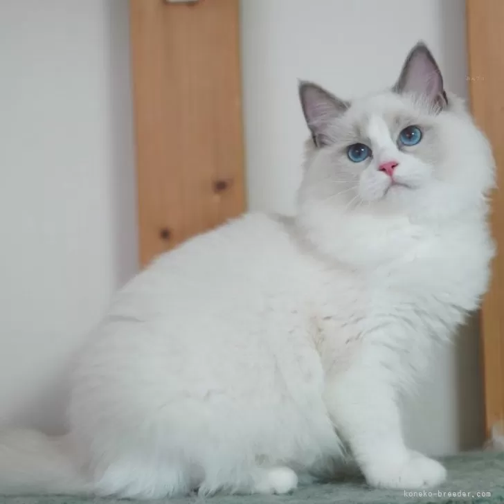 ID：2510-01287の子猫