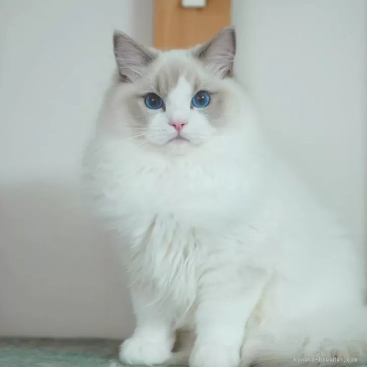 ID：2511-01457の子猫