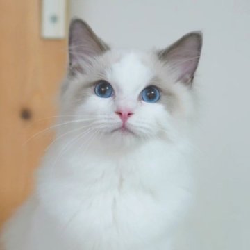 ラグドール【東京都・男の子・2025年2月9日・ブルーポイント バイカラー】の写真「アジア1位パパから生まれた可愛い子猫」