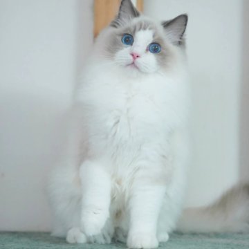 ラグドール【東京都・男の子・2025年5月19日・ブルーポイントバイカラー（シルキーな手触り）】の写真「アジア1位パパから生まれた可愛い子猫」