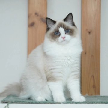 ラグドール【東京都・女の子・2025年5月19日・シールーポイントバイカラー】の写真「アジア1位パパから生まれた可愛い子猫」