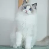 ラグドール【東京都・男の子・2025年5月19日・ブルーポイントバイカラー】の写真1「明るくて甘えん坊なボクです」