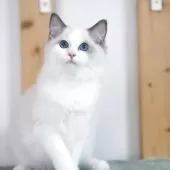 ラグドール【東京都・男の子・2025年2月9日・ブルーポイント バイカラー】の写真2