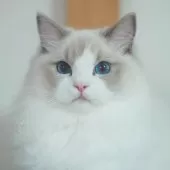 ラグドール【東京都・男の子・2025年5月19日・ブルーポイントバイカラー】の写真2