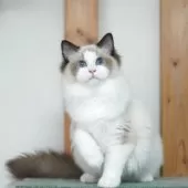 ラグドール【東京都・女の子・2024年12月10日・シールポイント バイカラー】の写真3