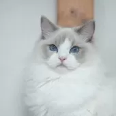 ラグドール【東京都・男の子・2025年5月19日・ブルーポイントバイカラー】の写真3